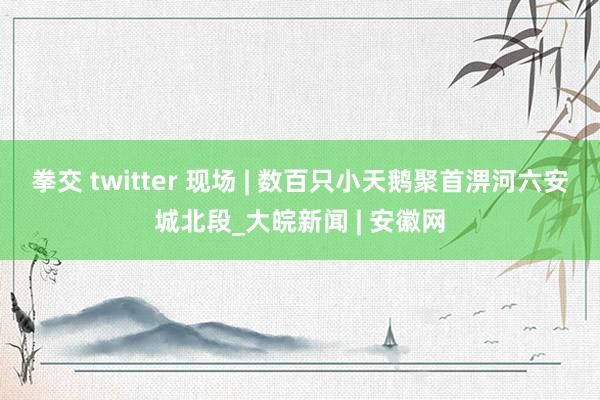 拳交 twitter 现场 | 数百只小天鹅聚首淠河六安城北段_大皖新闻 | 安徽网